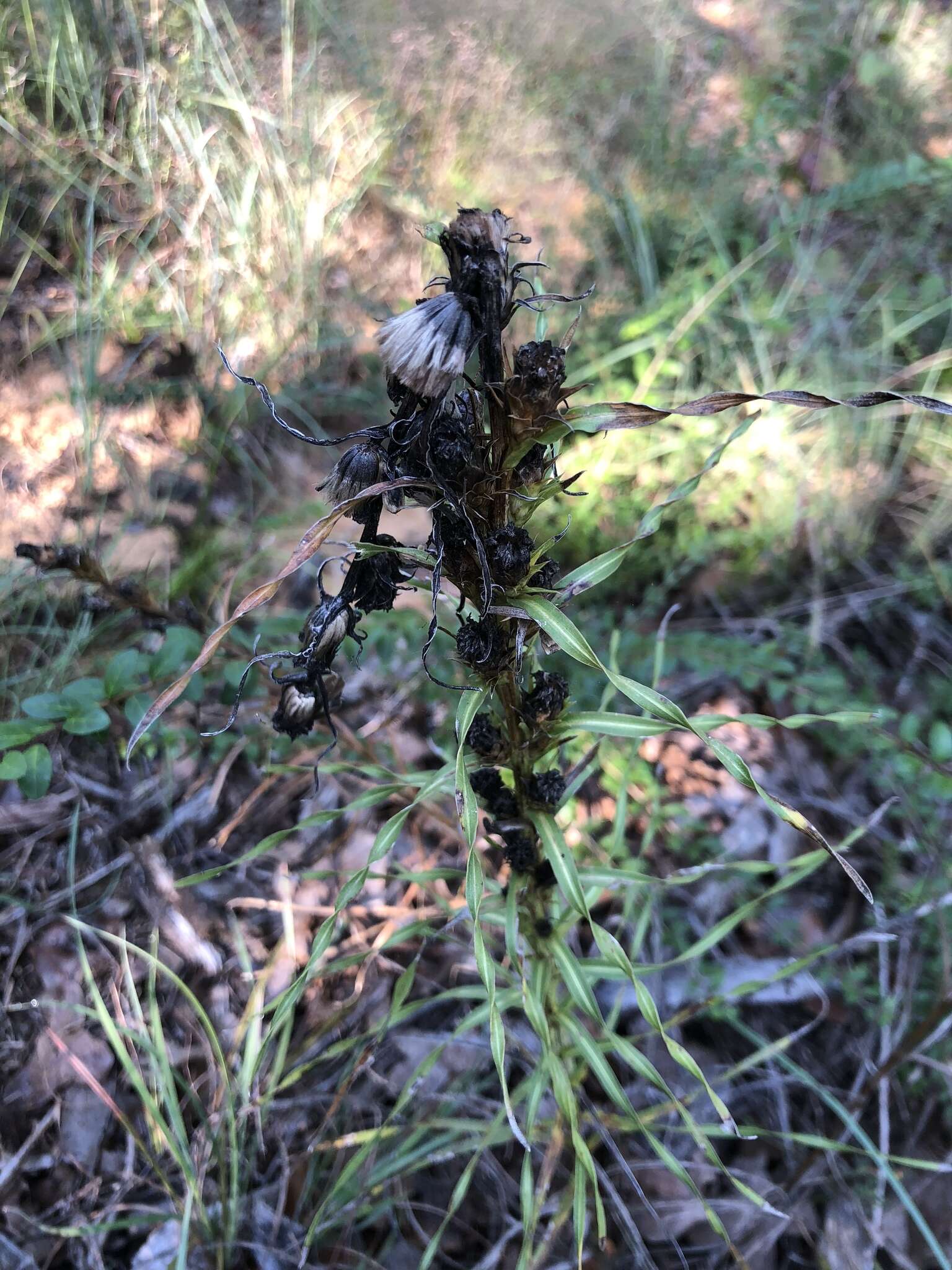 Image de Liatris squarrosa var. glabrata