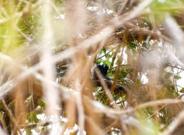 Image of Collared Antshrike