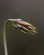 Image of Bulbophyllum fimbriatum (Lindl.) Rchb. fil.