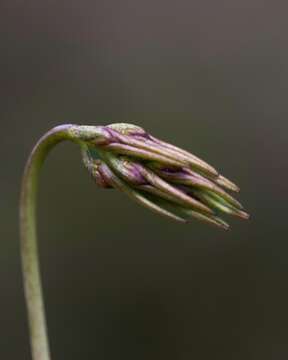 صورة Bulbophyllum fimbriatum (Lindl.) Rchb. fil.