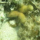 Image of Thin Finger Coral