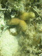 Image of Thin Finger Coral