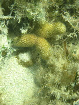 Porites divaricata Le Sueur 1820的圖片