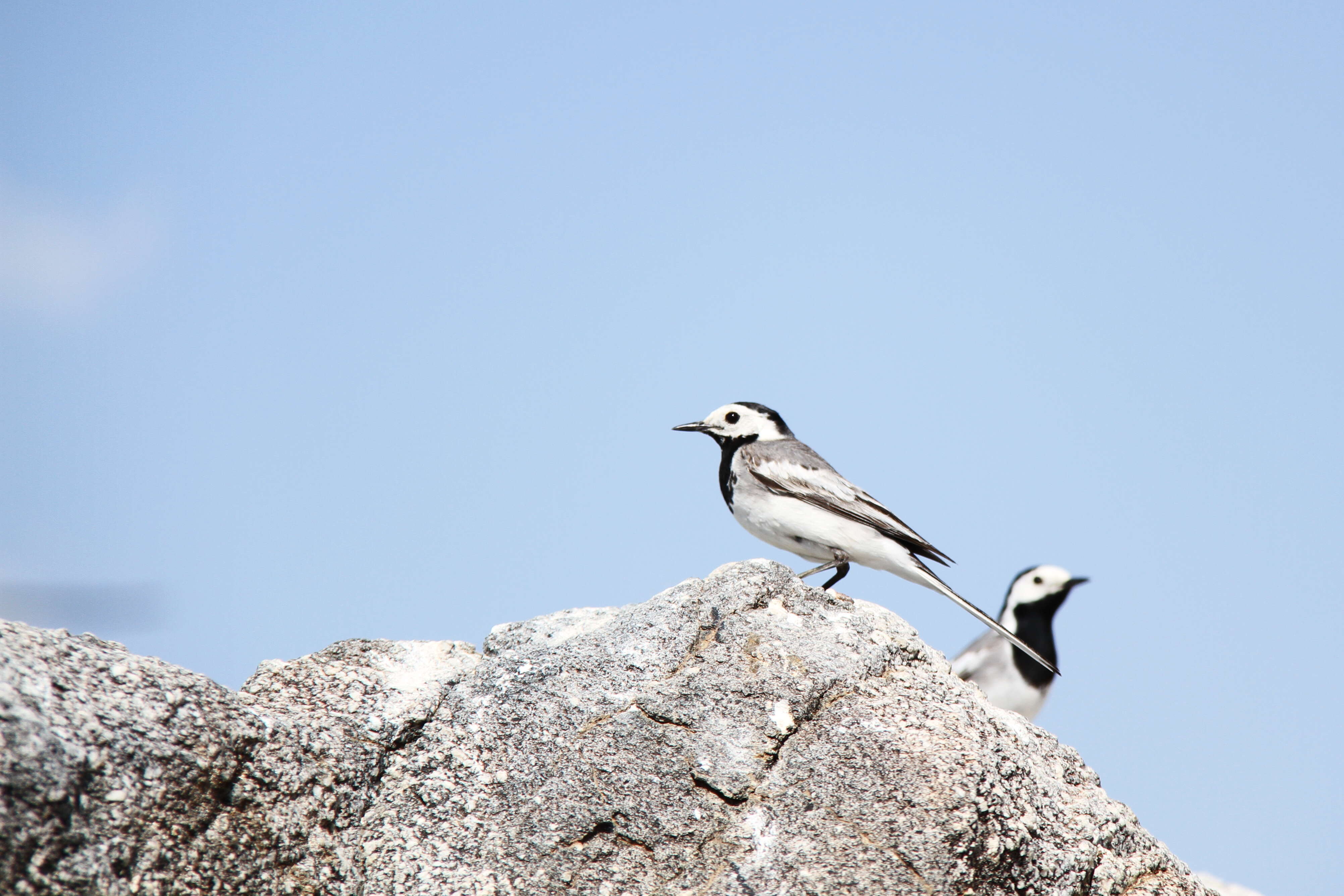 Image of Pied Wagtail and White Wagtail