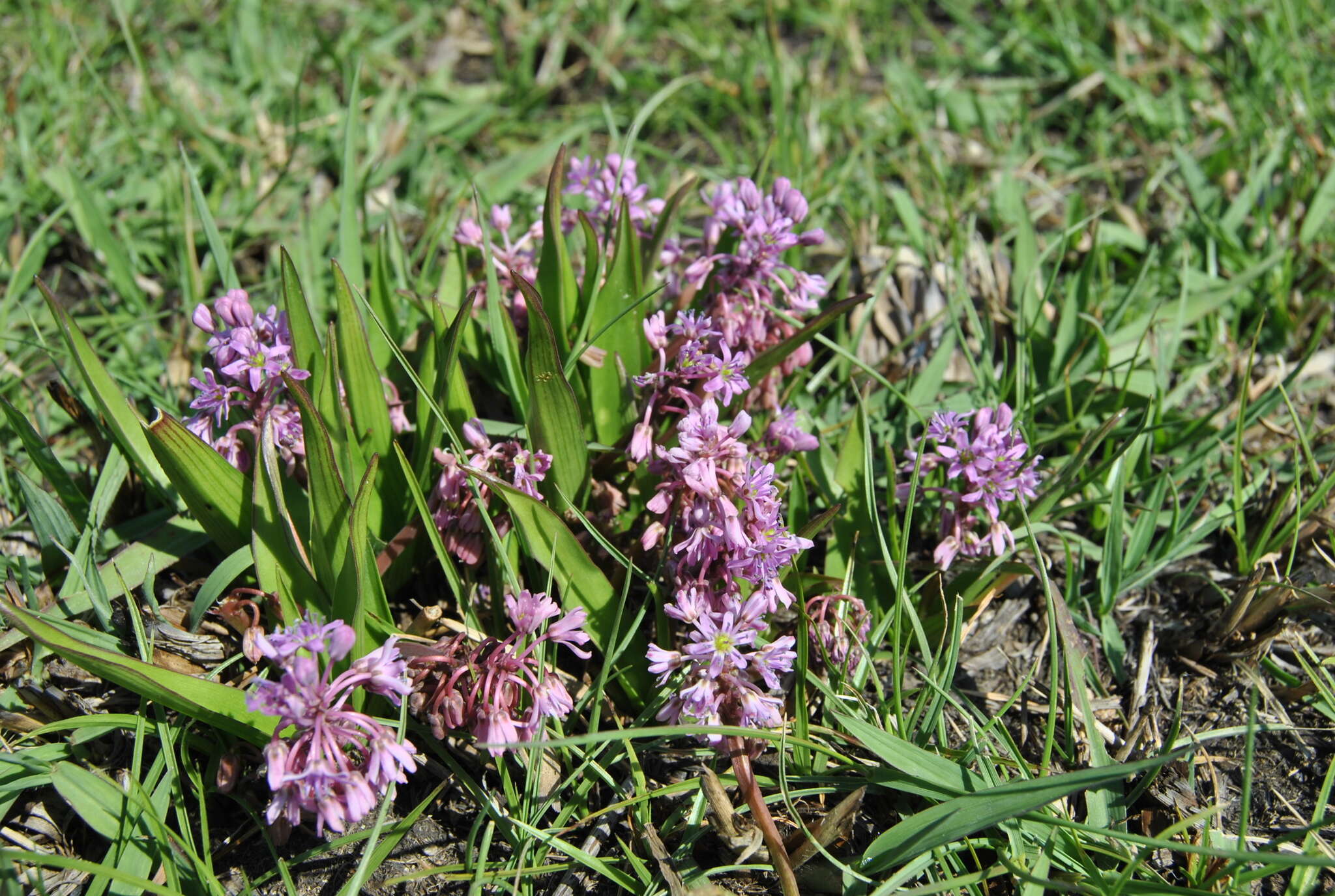 Слика од Ledebouria cooperi (Hook. fil.) Jessop