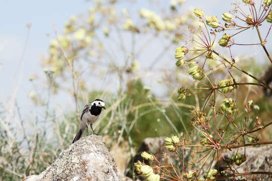 Image of Pied Wagtail and White Wagtail