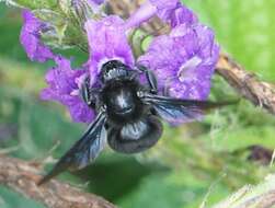 Image of Bombus pullatus Franklin 1913