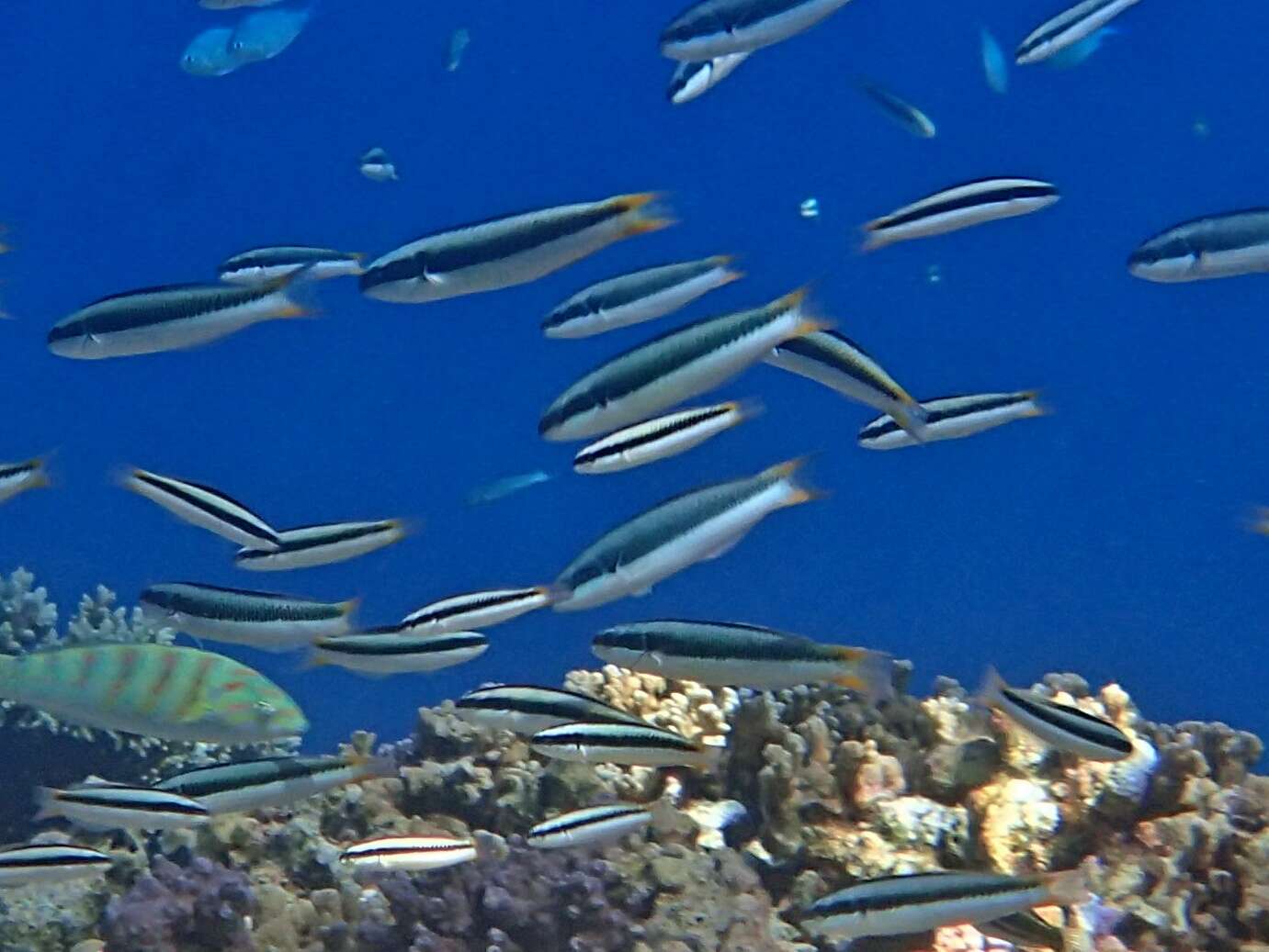 Image of Bluehead wrasse