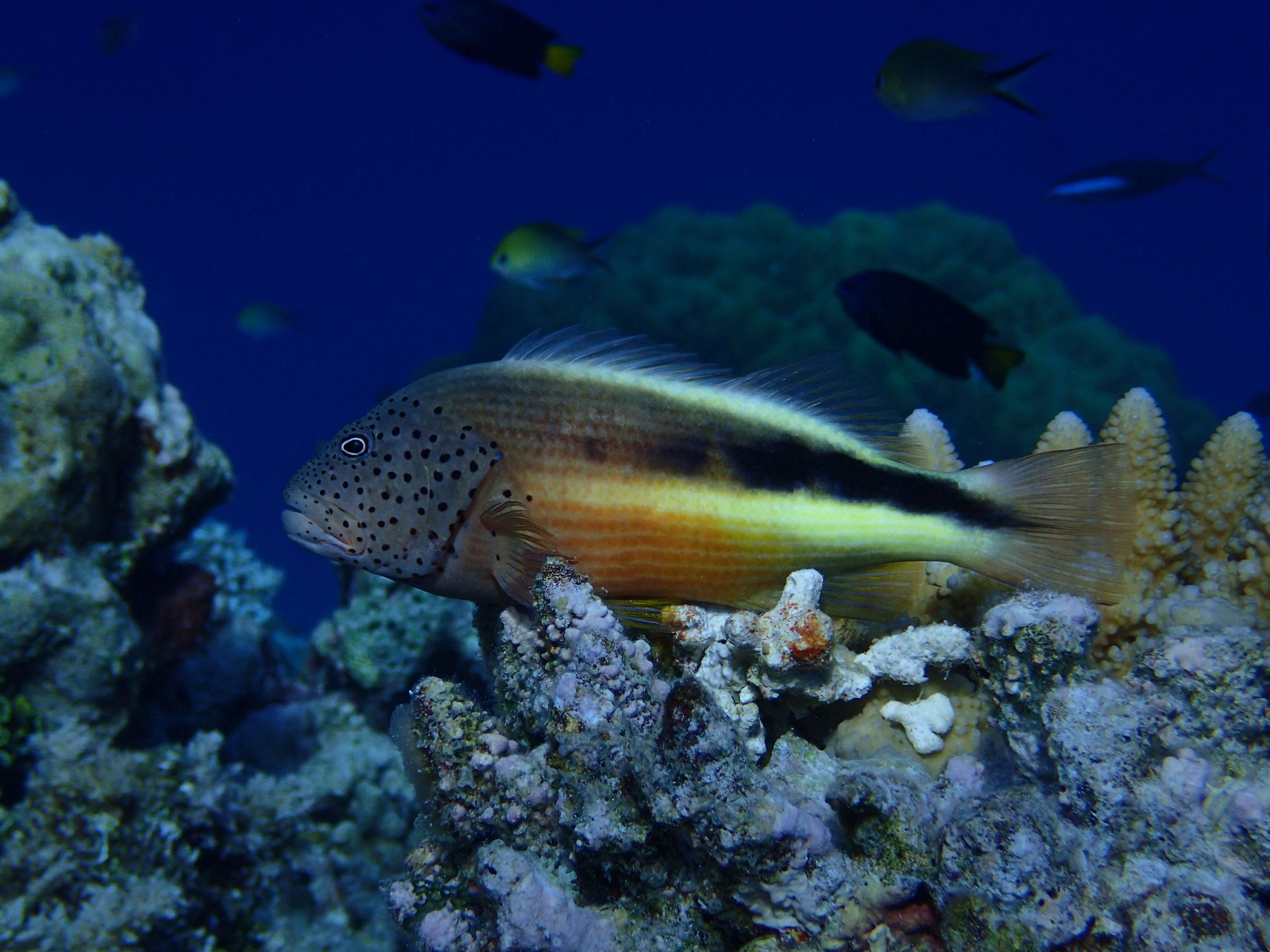 Image of Blackside Hawkfish