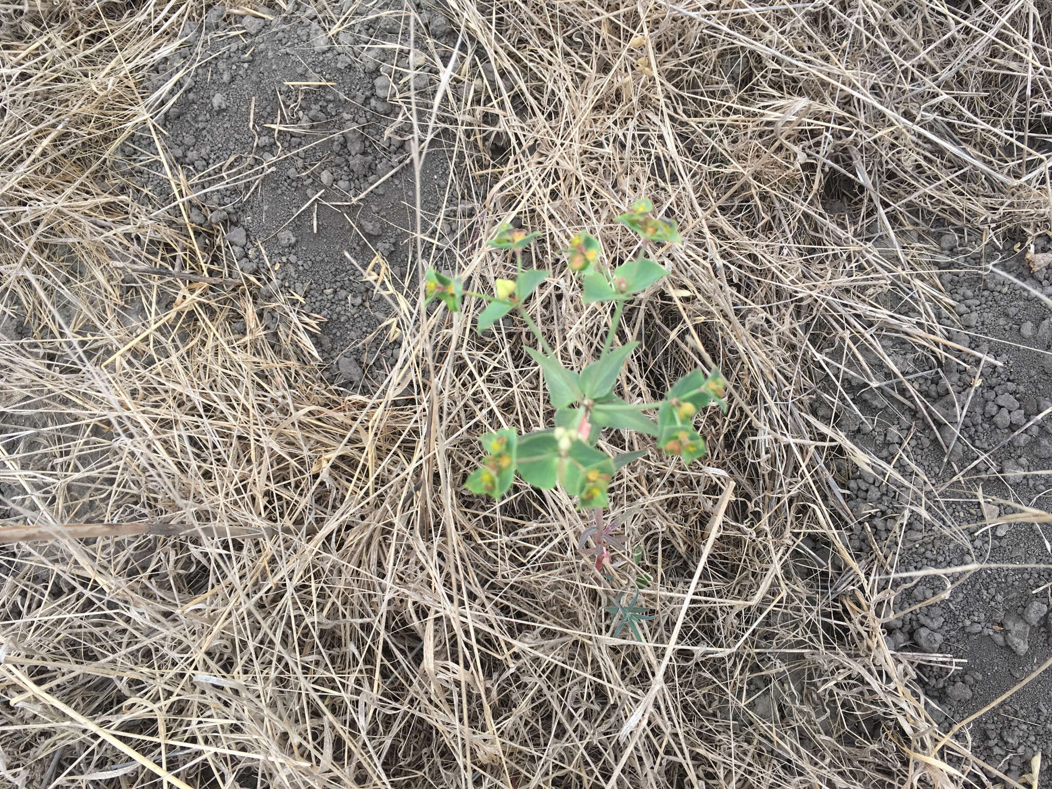 Image of Geraldton carnation weed