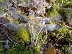 Image of Four-spotted Chaser