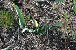 Image of Tulipa suaveolens Roth