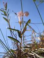 Image of bog rosemary