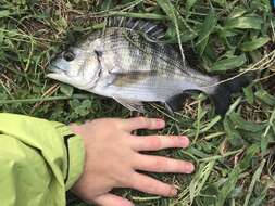 Image of Blackhead Seabream