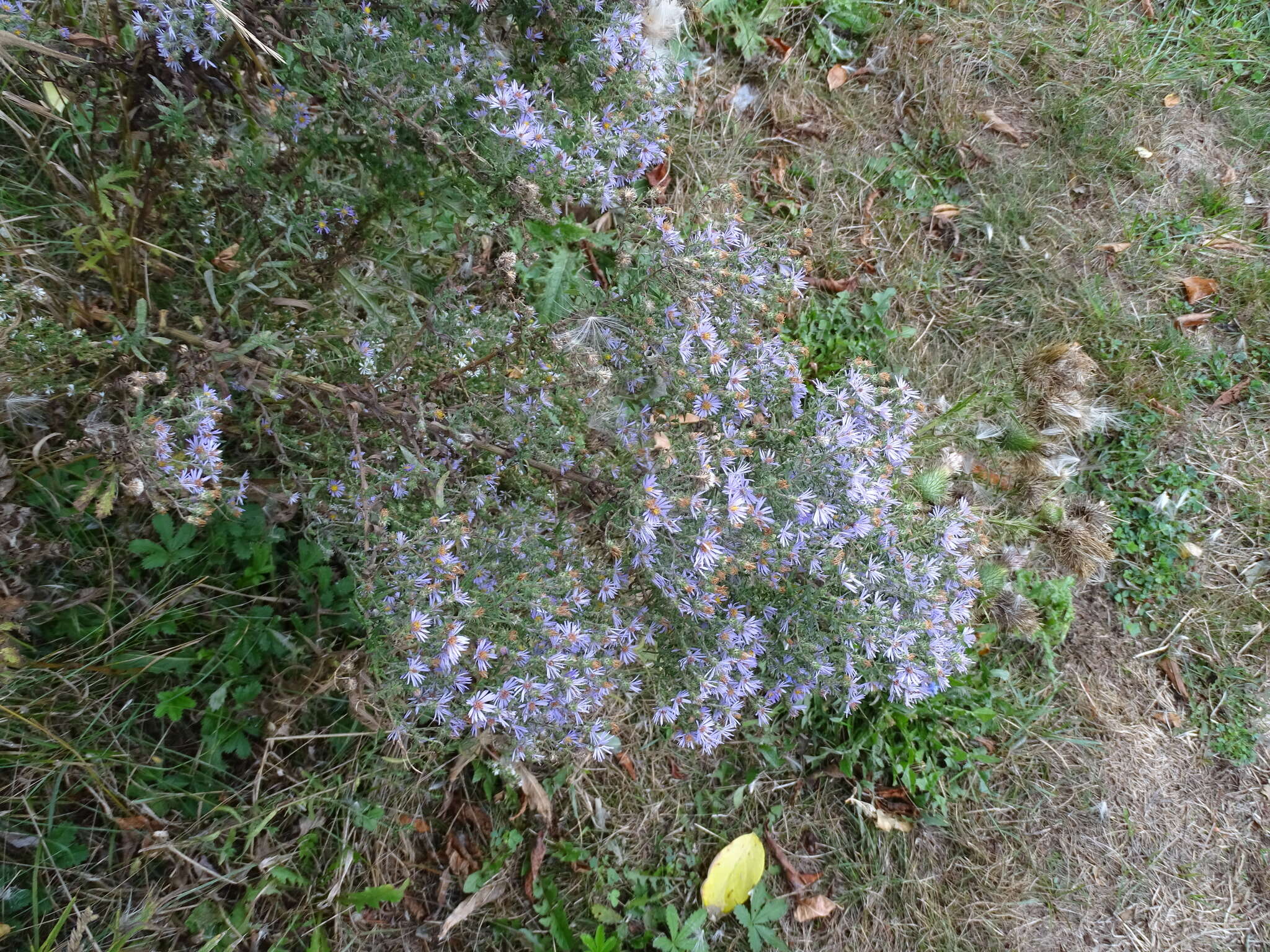 Image of aster