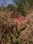 Image of bog rosemary