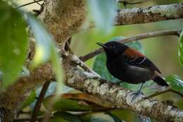 Image of Black-hooded Antwren