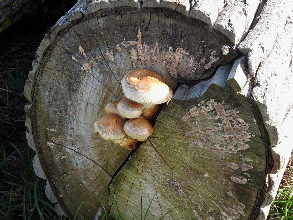 Plancia ëd Hemipholiota