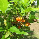 Image of Coprosma acutifolia Hook. fil.