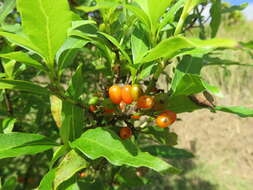 Image of Coprosma acutifolia Hook. fil.