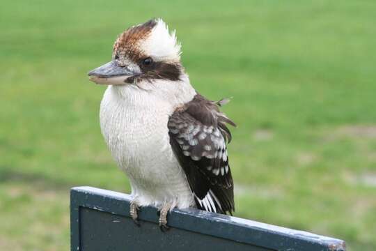 Image of Kookaburra