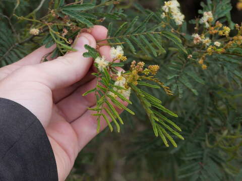 Acacia parvipinnula Tindale resmi