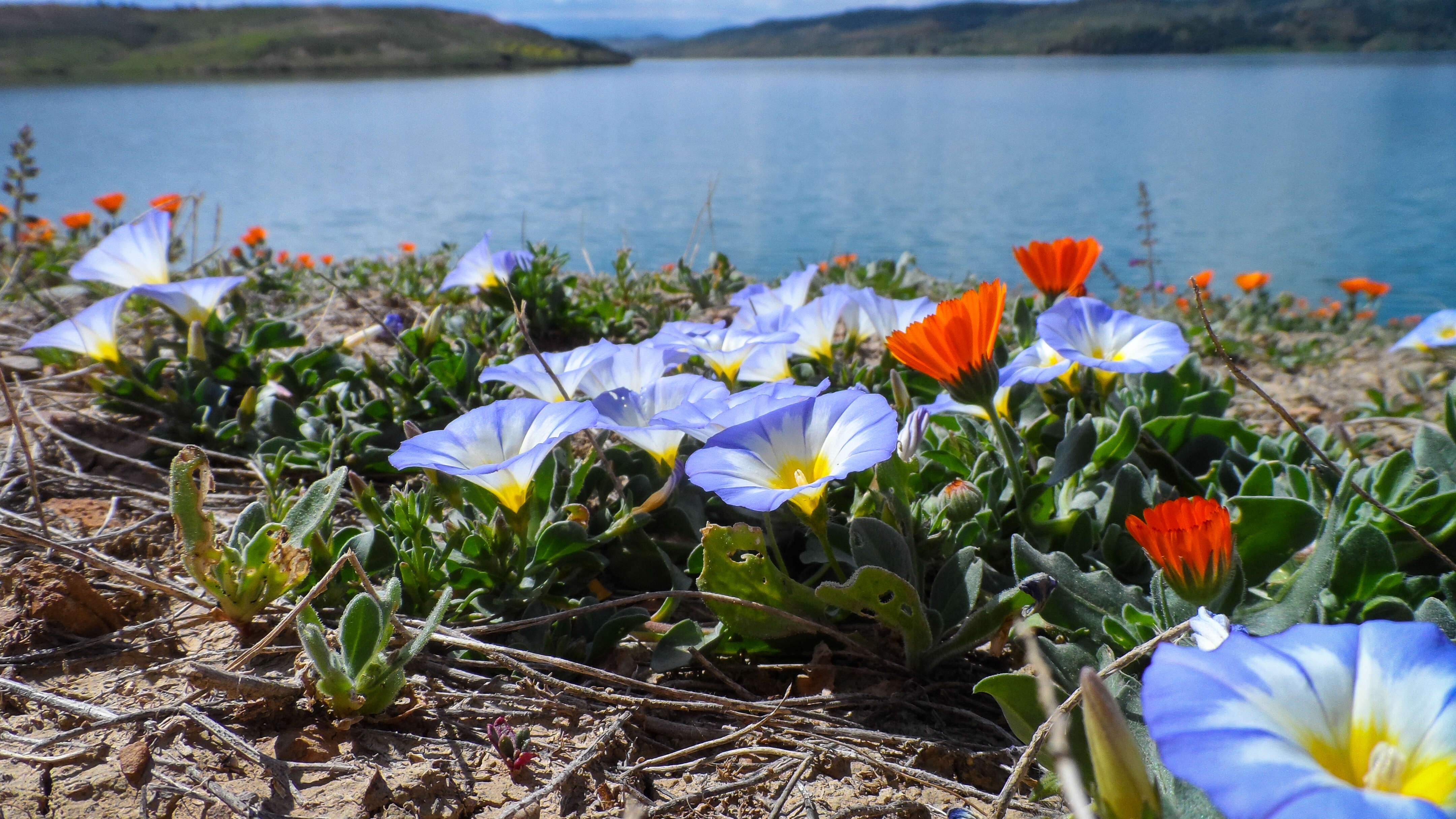 Image of Dwarf Morning Glory