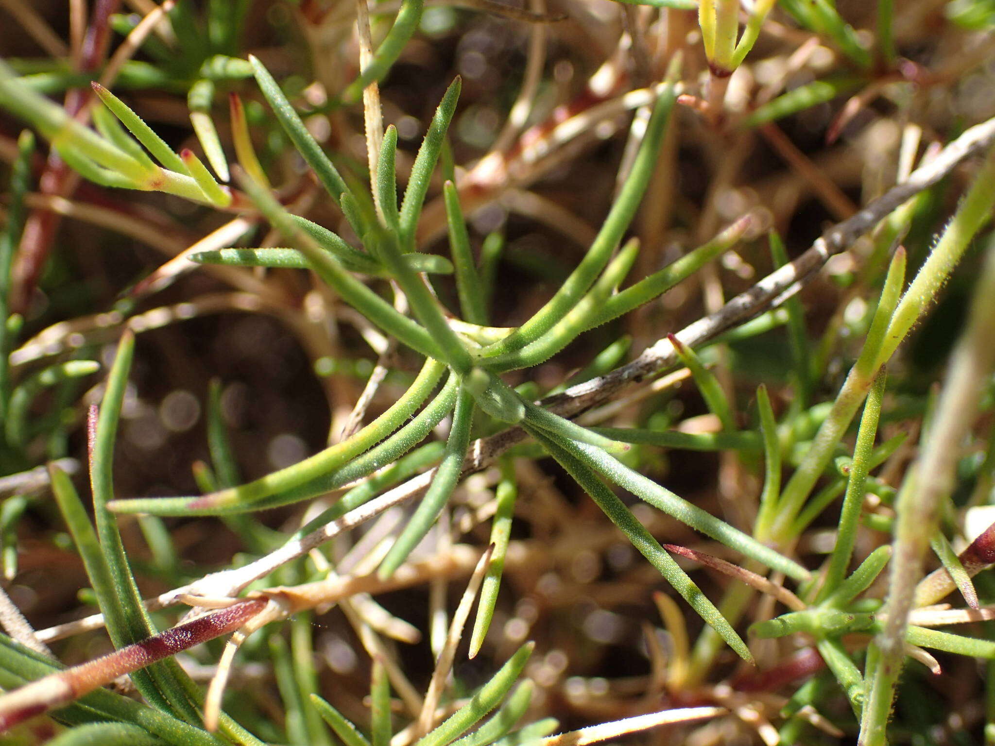 Plancia ëd Cherleria capillacea (All.) A. J. Moore & Dillenb.