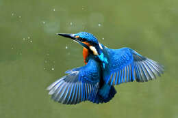 Image of Common Kingfisher