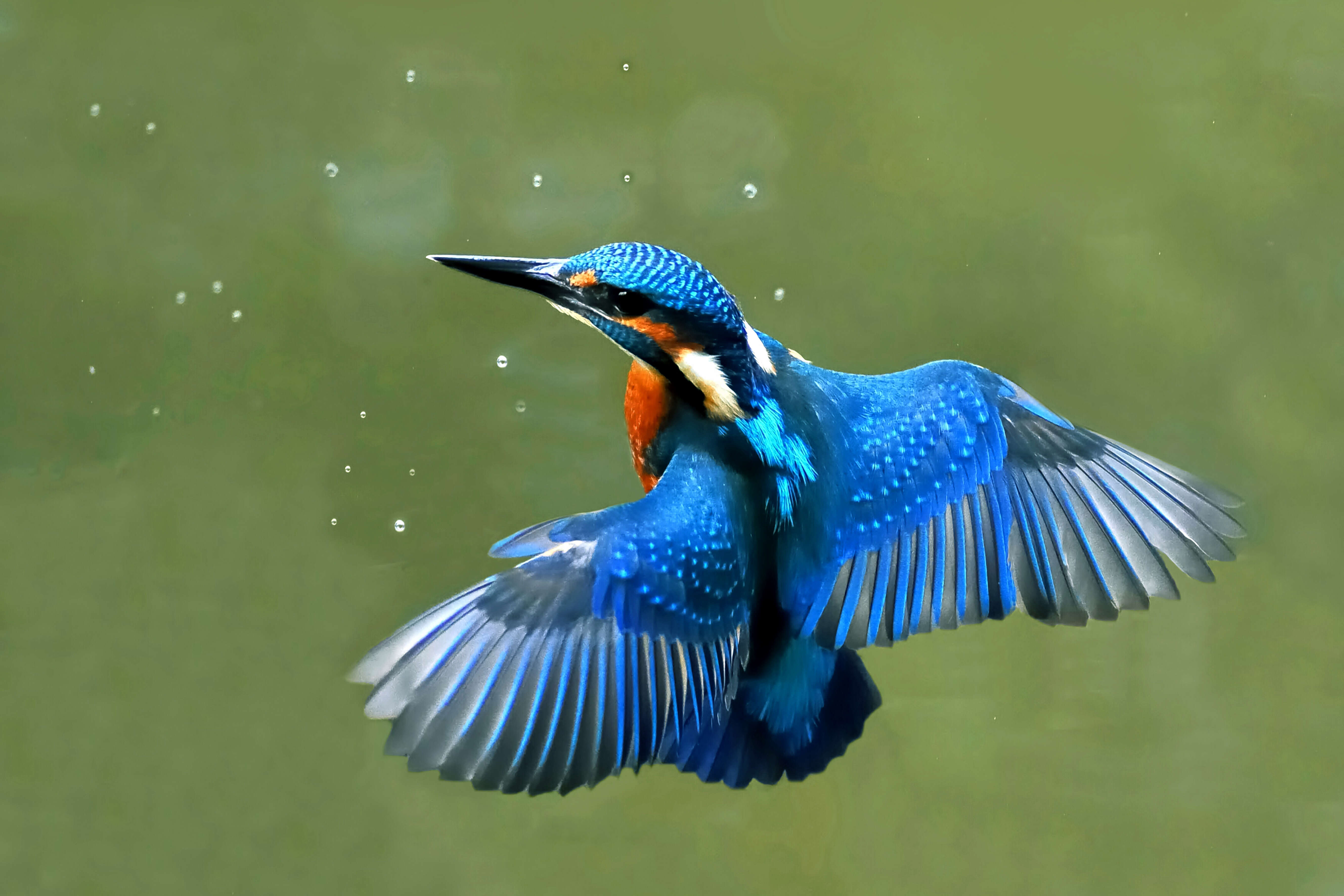 Image of Common Kingfisher