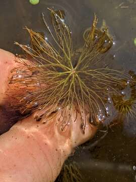 Image of Spineless Hornwort