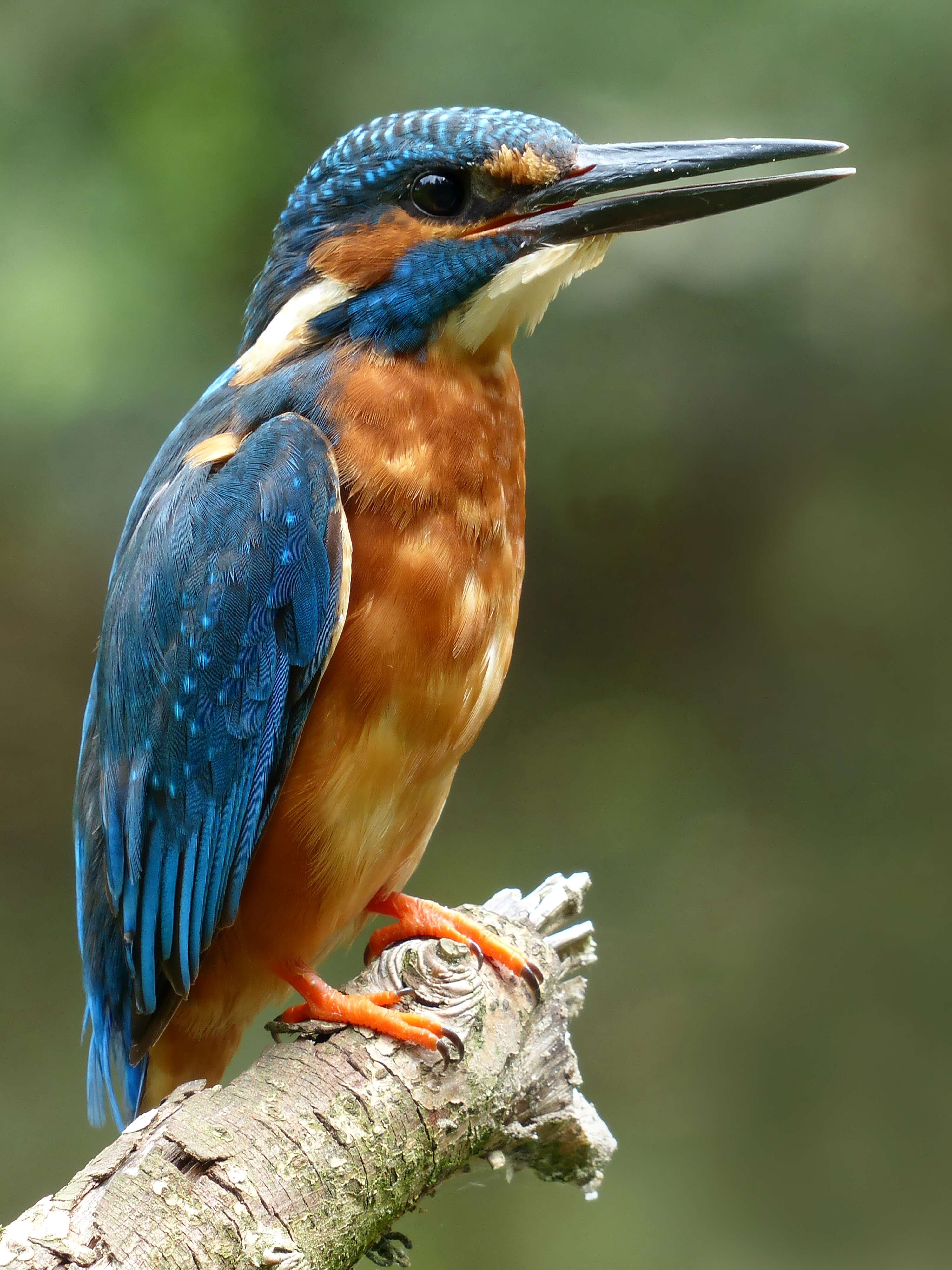 Image of Common Kingfisher