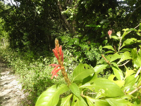 Image de Aphelandra scabra (Vahl) Sm.