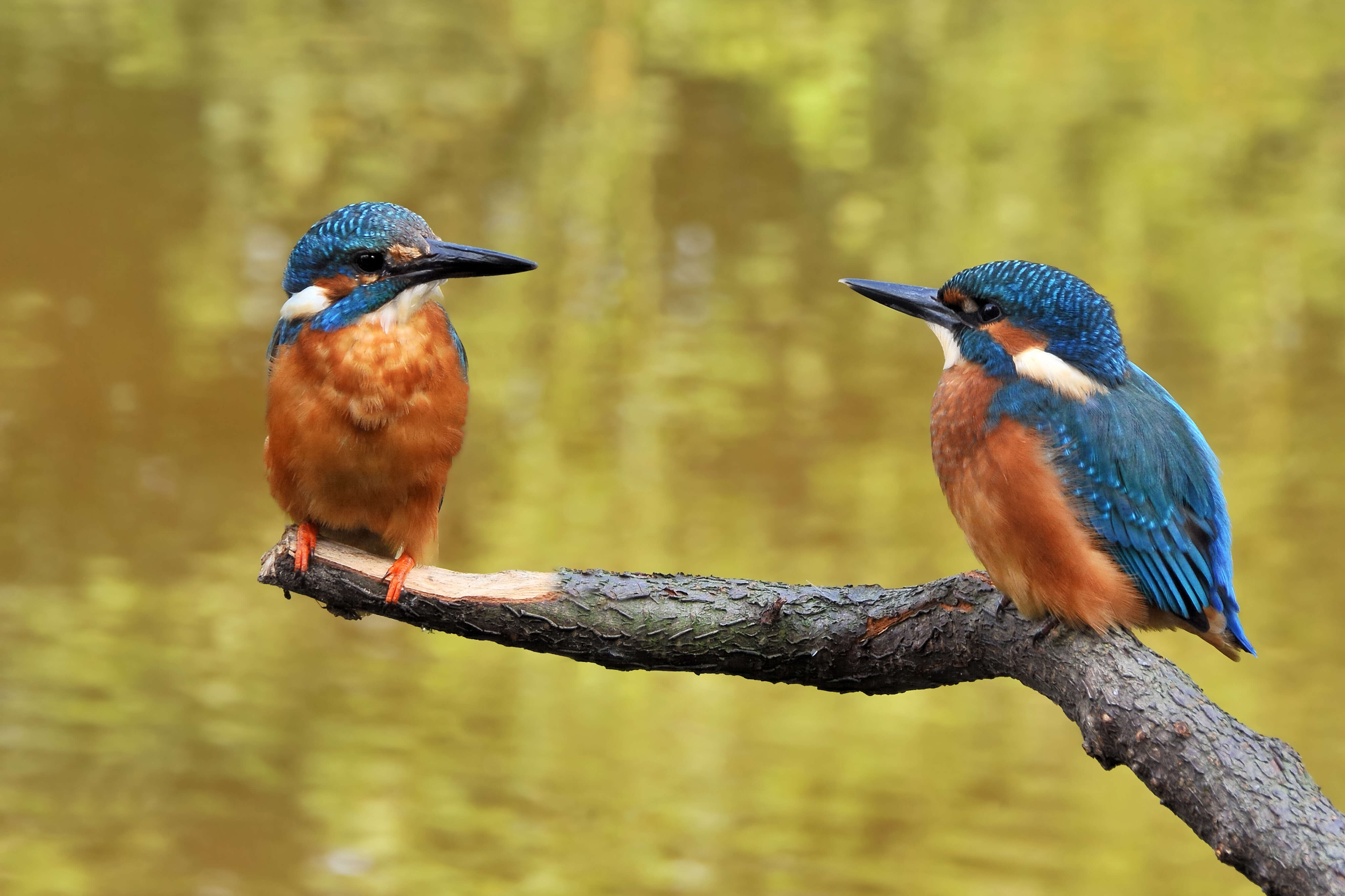 Image of Common Kingfisher