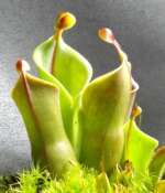 Image of Heliamphora minor Gleason