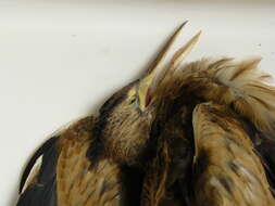 Image of Common Little Bittern