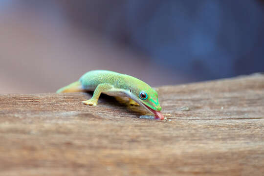 Image of Zanzibar Day Gecko