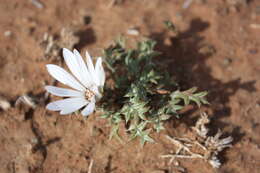 Image de Gazania jurineifolia subsp. jurineifolia