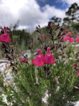 Image of autumn sage