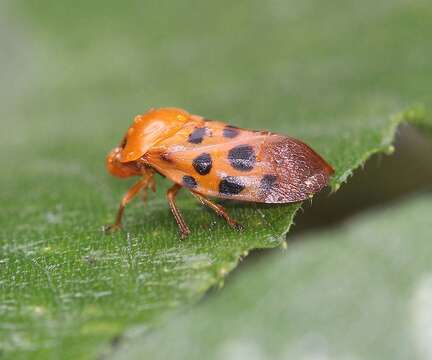 Image of Cosmoscarta septempunctata (Walker 1851)