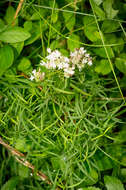 Image of narrowleaf mountainmint