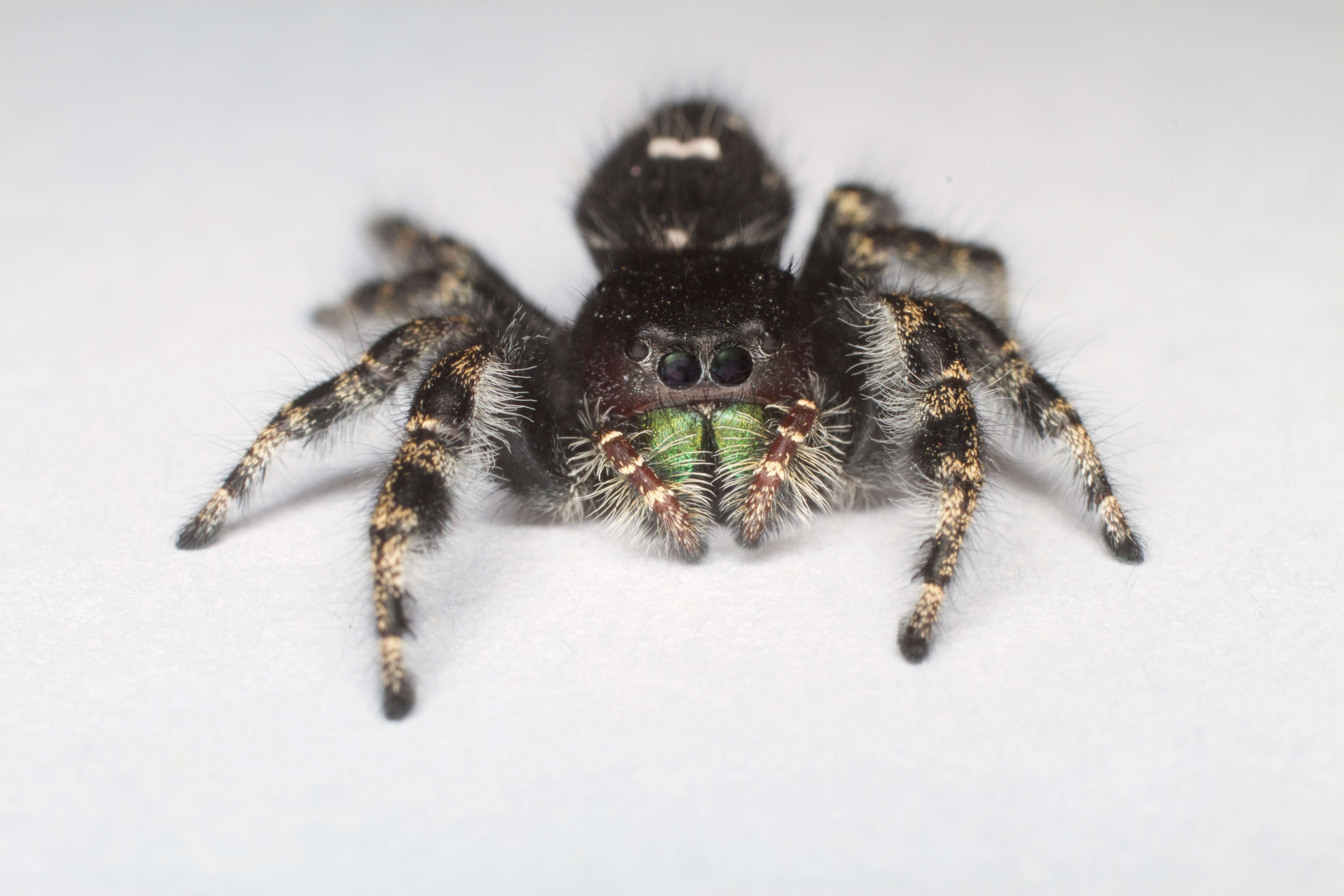 Phidippus audax (Hentz 1845) resmi