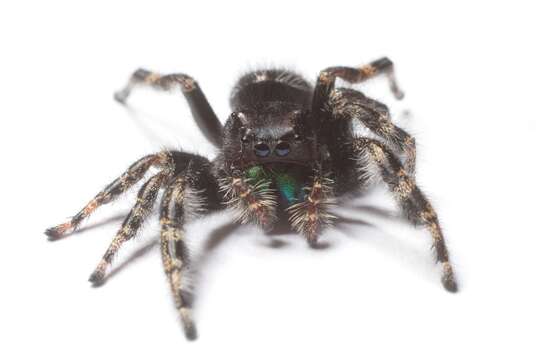 Phidippus audax (Hentz 1845) resmi