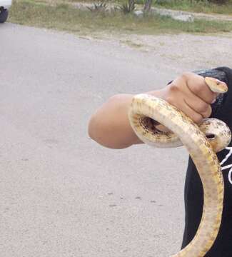 Image of Northern Mexian Bull Snake