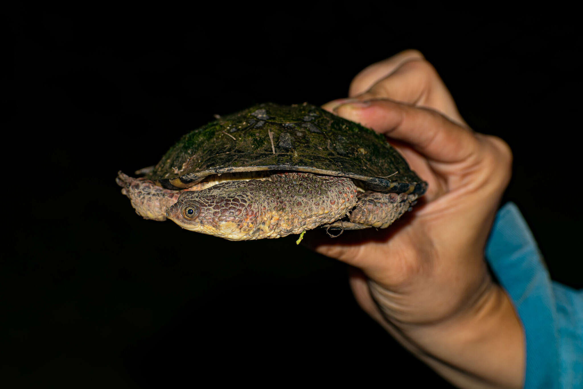 Imagem de Acanthochelys pallidipectoris (Freiberg 1945)