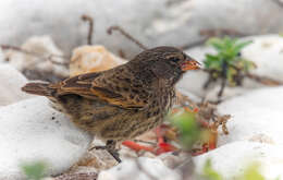 Image of Genovesa Ground Finch