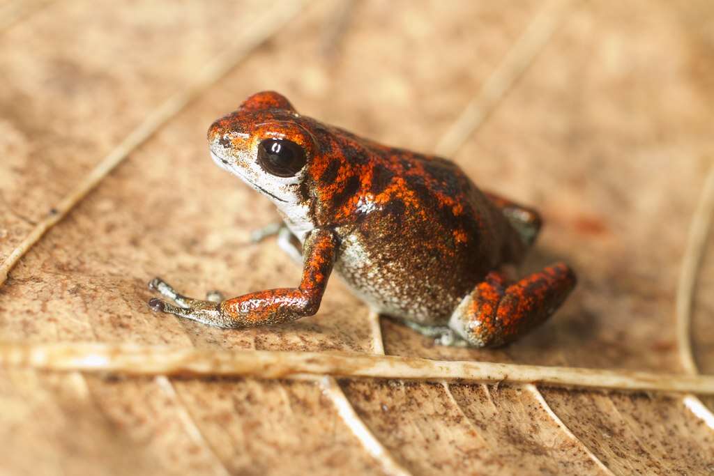 Image of Oophaga vicentei (Jungfer, Weygoldt & Juraske 1996)