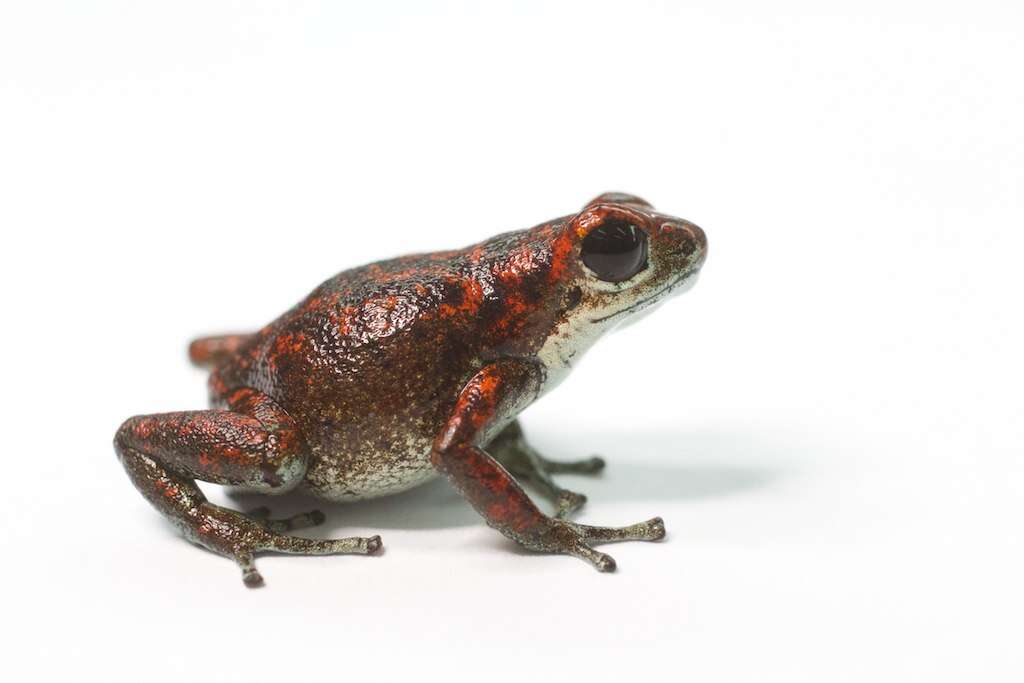 Image of Oophaga vicentei (Jungfer, Weygoldt & Juraske 1996)