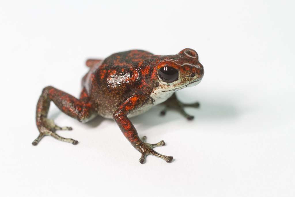 Image of Oophaga vicentei (Jungfer, Weygoldt & Juraske 1996)