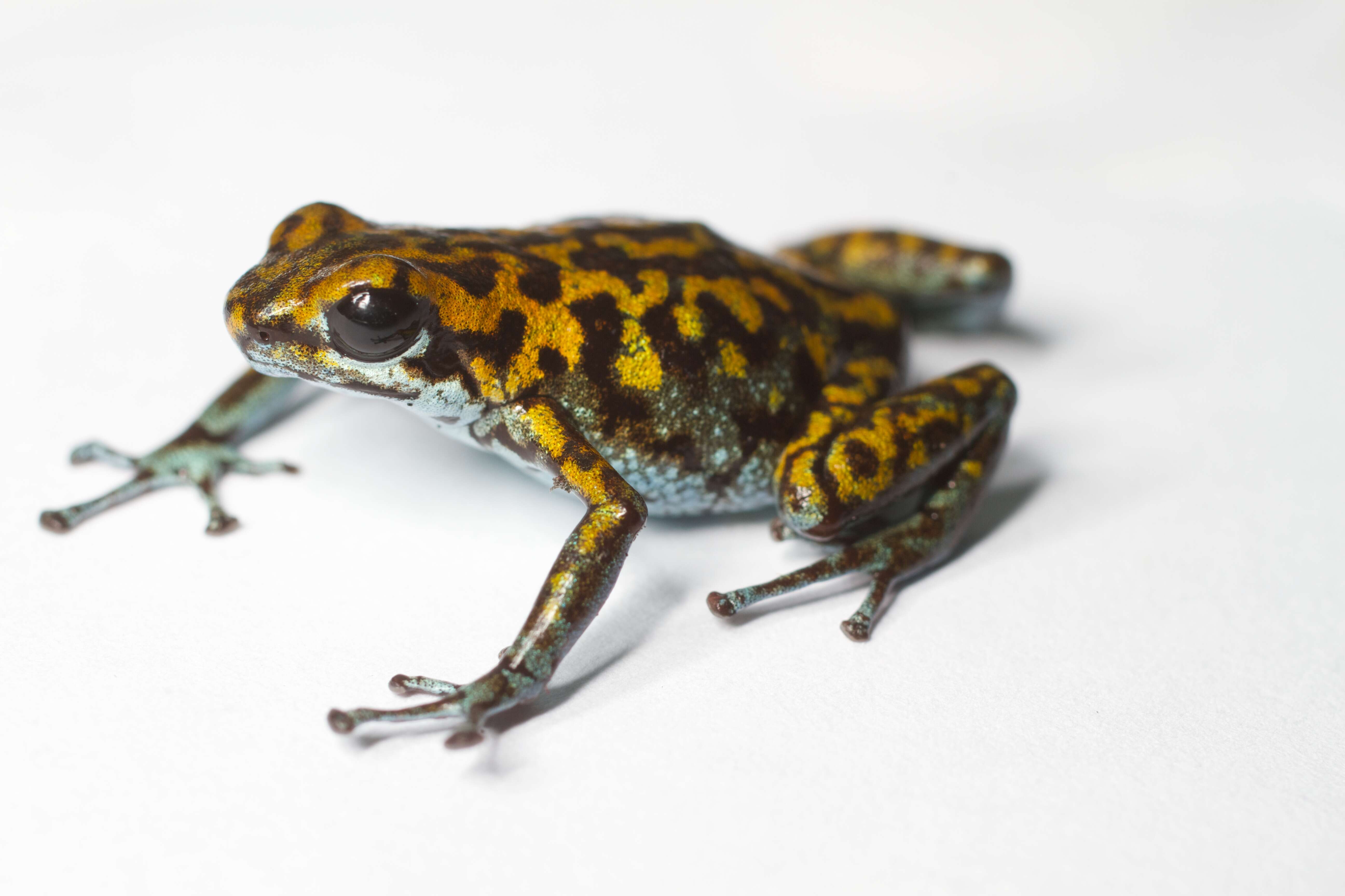 Image of Oophaga vicentei (Jungfer, Weygoldt & Juraske 1996)